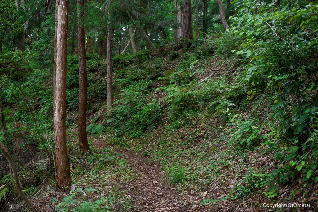 青梅の森の、登山道