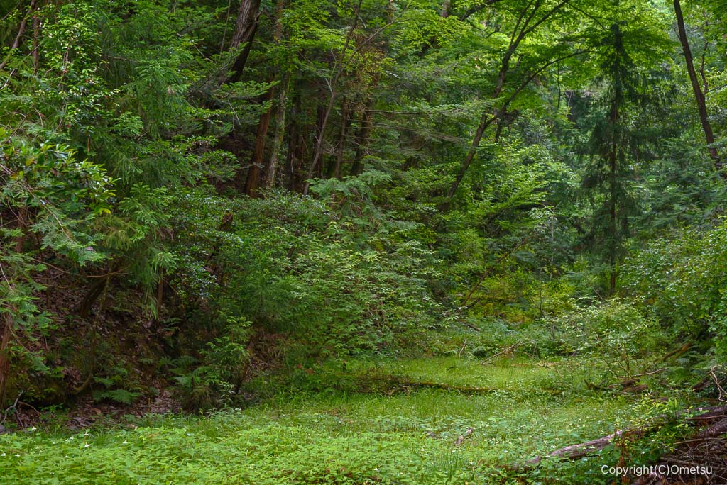青梅の森、北谷津・上流部