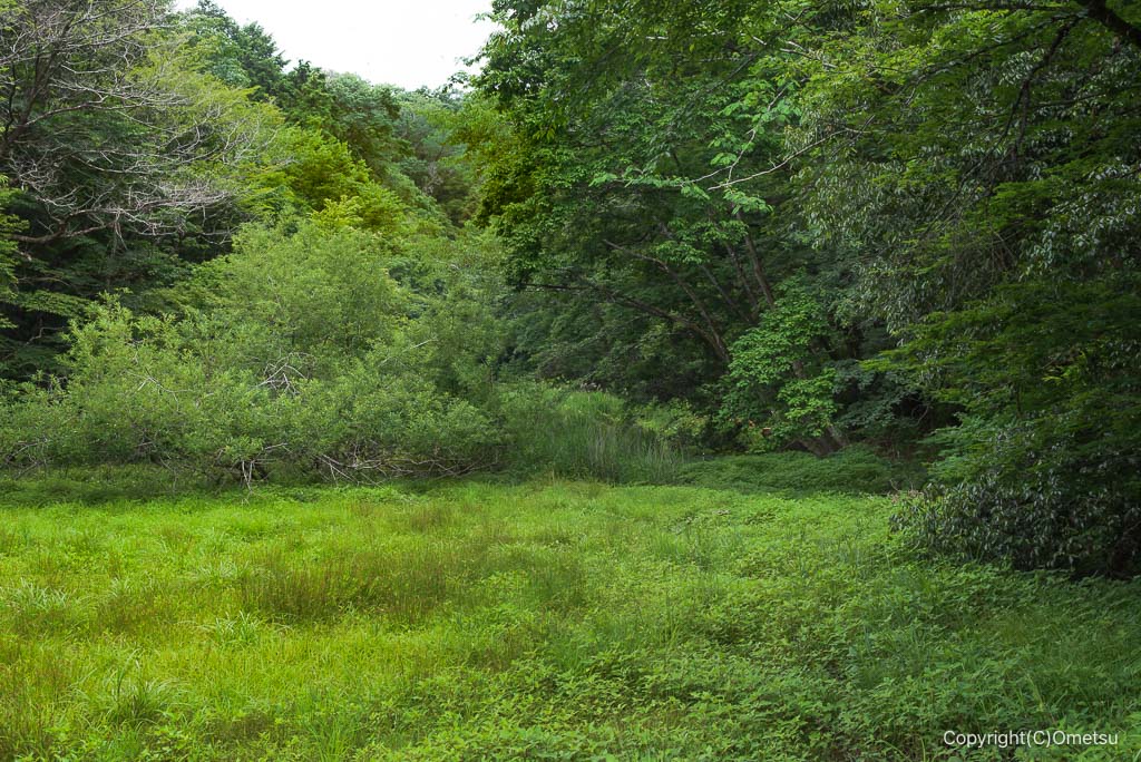 青梅の森、北谷津・ムササビ広場