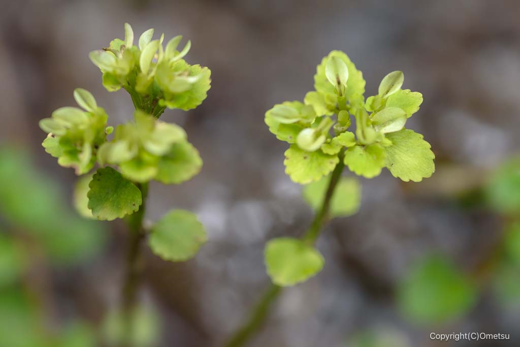 青梅の森、北谷津のネコノメソウ