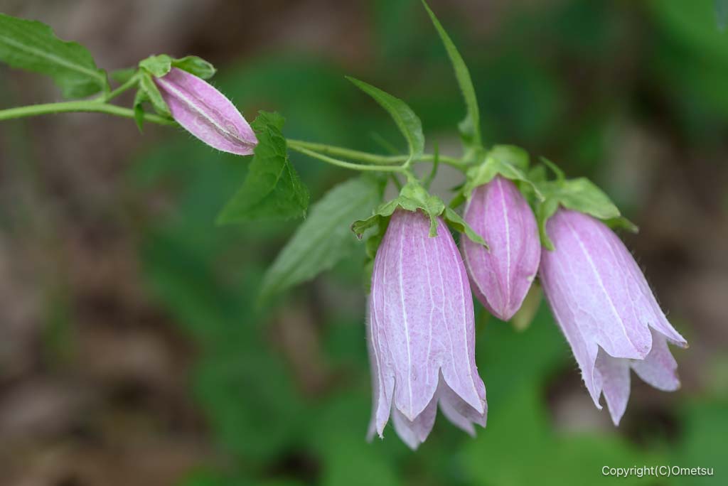 青梅の森、北谷津の、ホタルブクロ