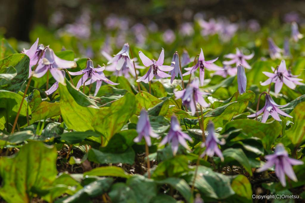 武蔵村山・都立野山北・六道山公園のカタクリ