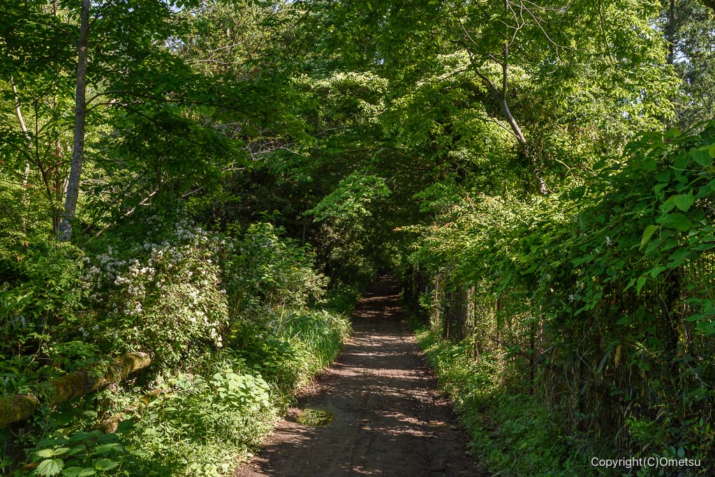 武蔵村山・都立野山北・六道山公園の、稜線の道