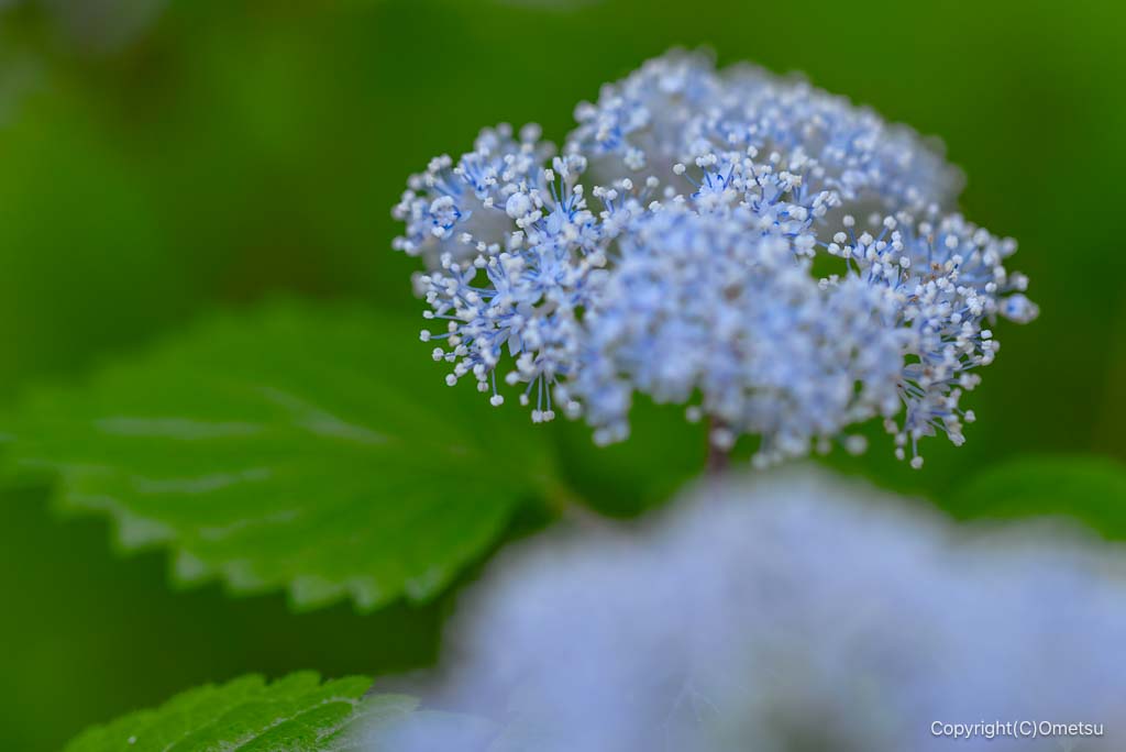 武蔵村山・都立野山北・六道山公園の、コアジサイ