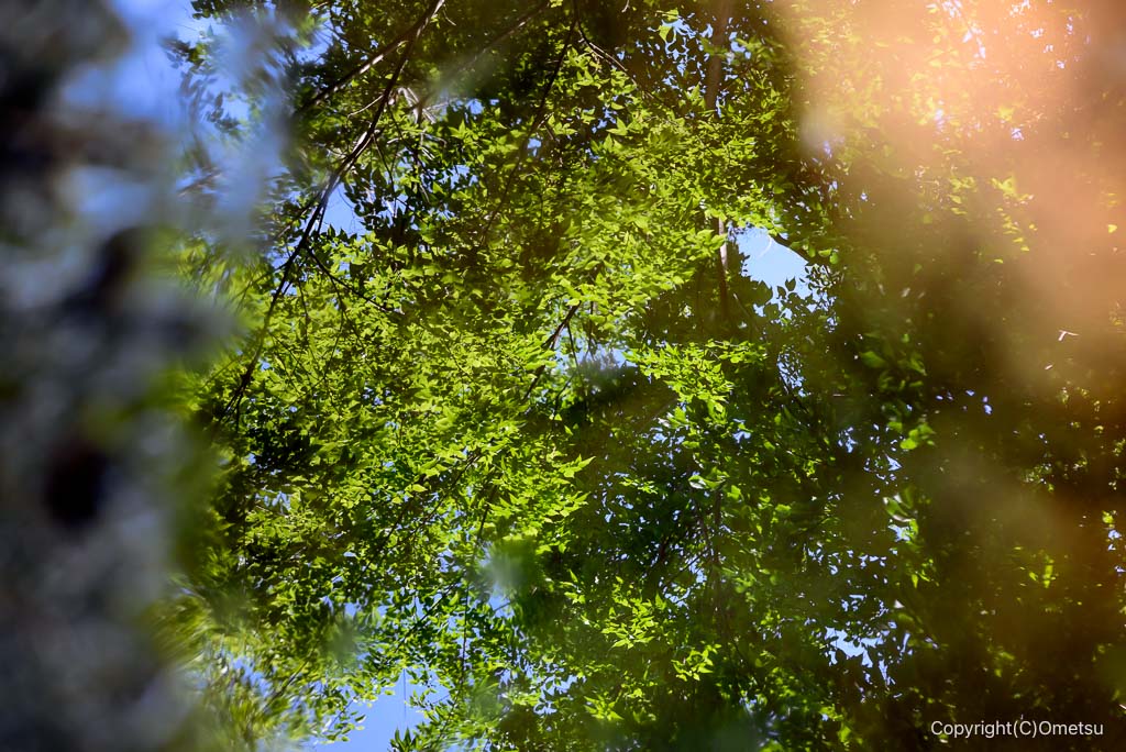 武蔵村山・都立野山北・六道山公園の、水たまり