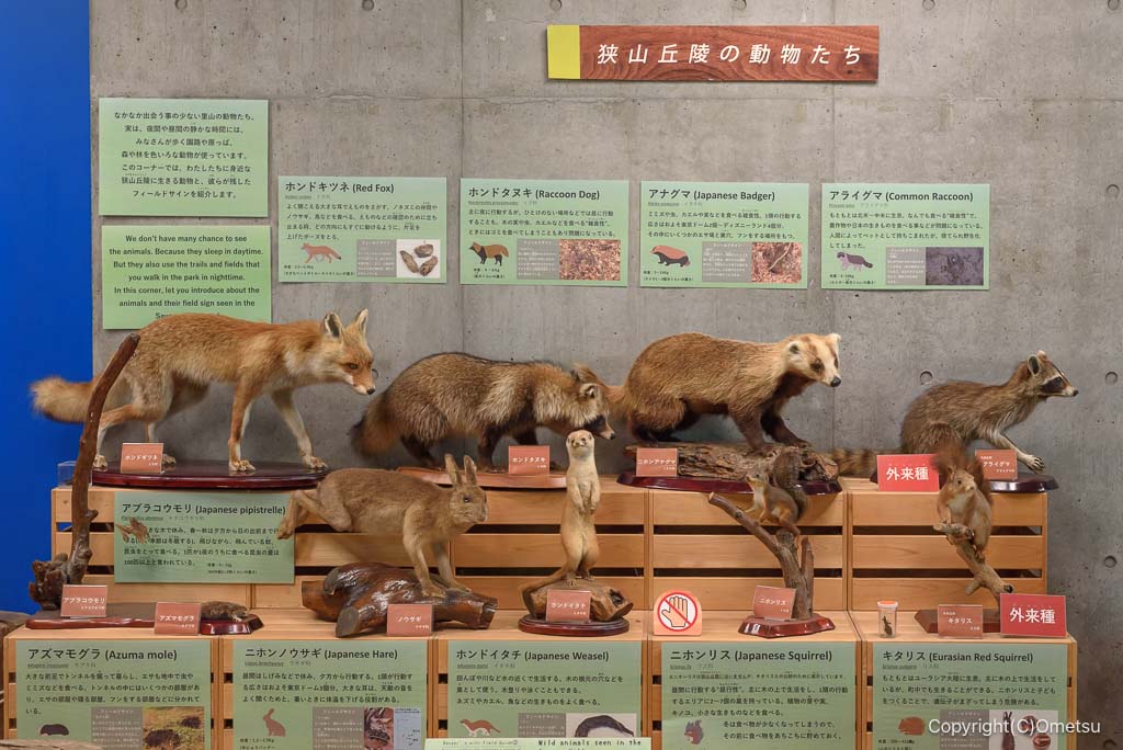 武蔵村山・都立野山北・六道山公園の、インフォメーションセンターの剥製
