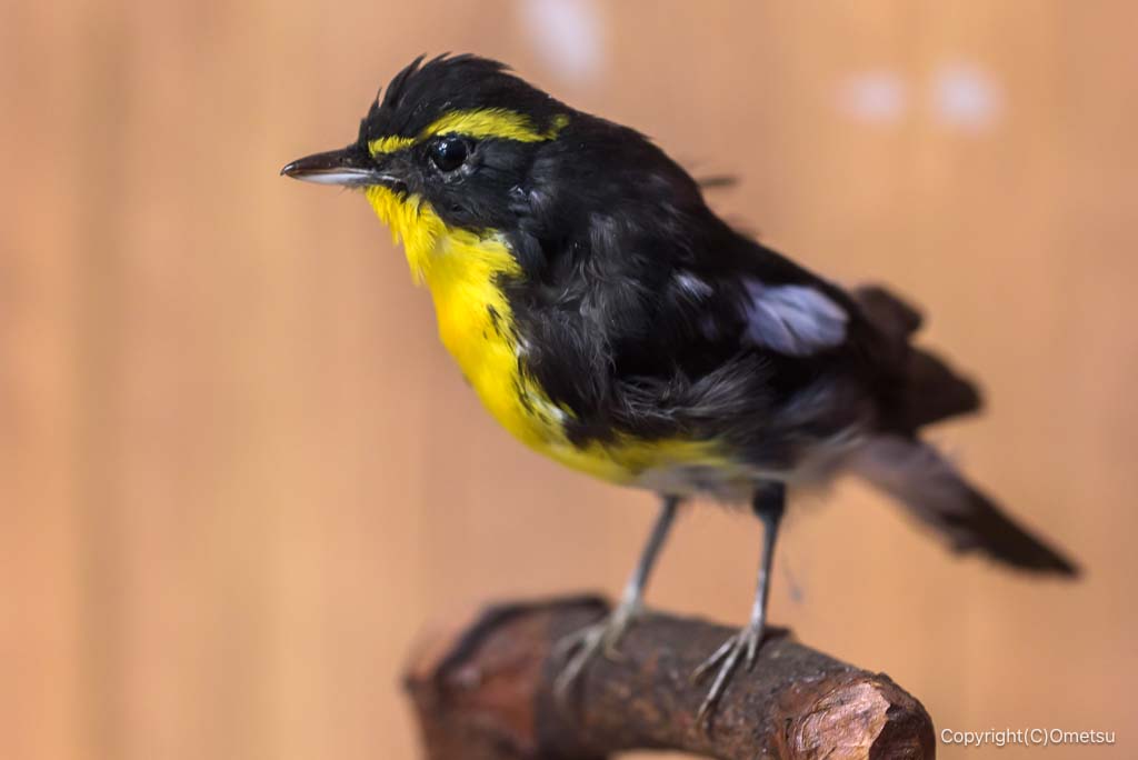 武蔵村山・都立野山北・六道山公園の、インフォメーションセンターのキビタキの剥製