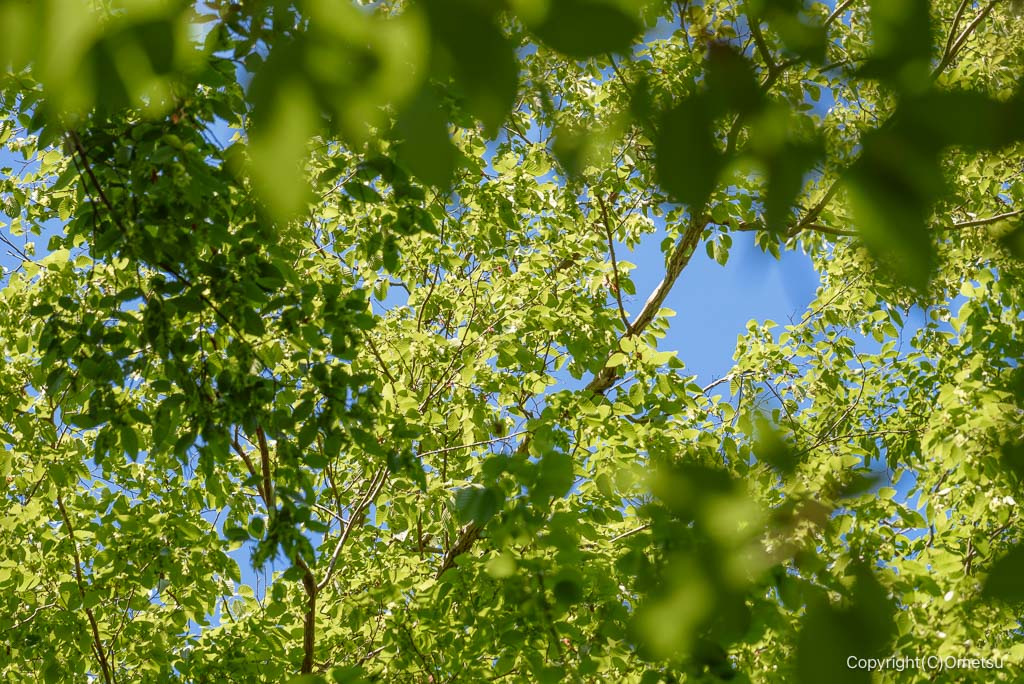 武蔵村山・都立野山北・六道山公園の森