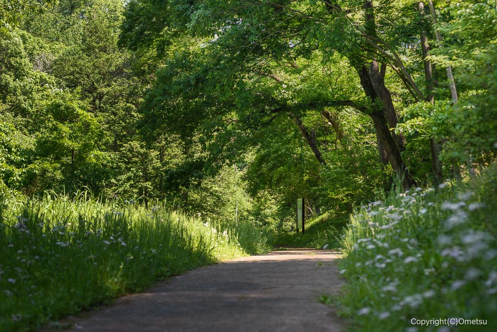 武蔵村山・都立野山北・六道山公園の、赤坂谷地の道