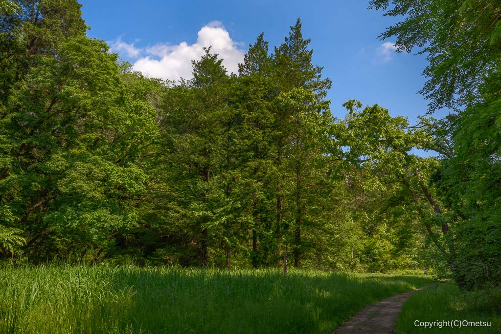 武蔵村山・都立野山北・六道山公園の、赤坂谷地