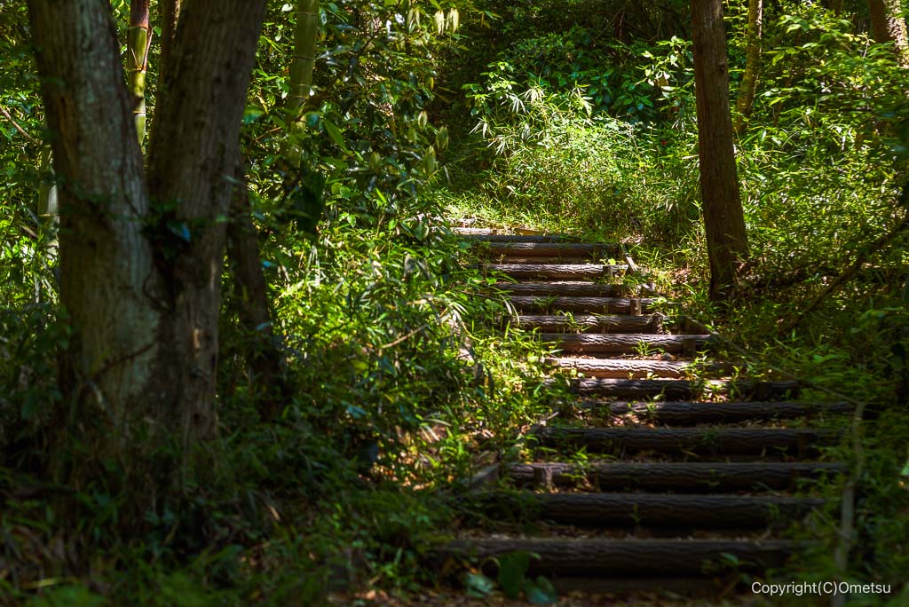 武蔵村山・都立野山北・六道山公園の、尾根道