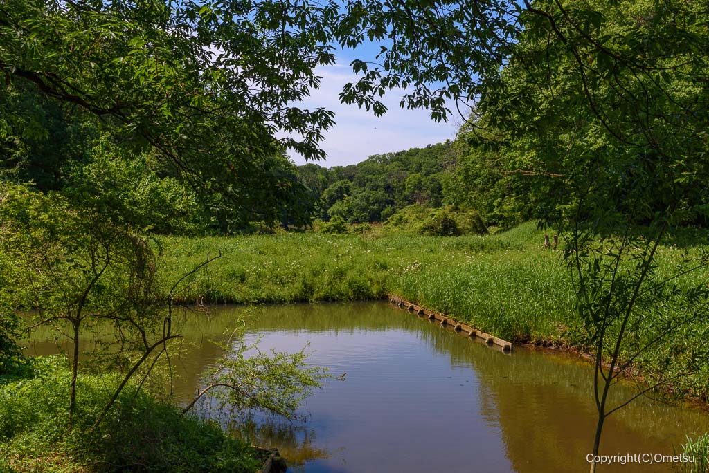 武蔵村山・都立野山北・六道山公園の、里山民家付近の谷地