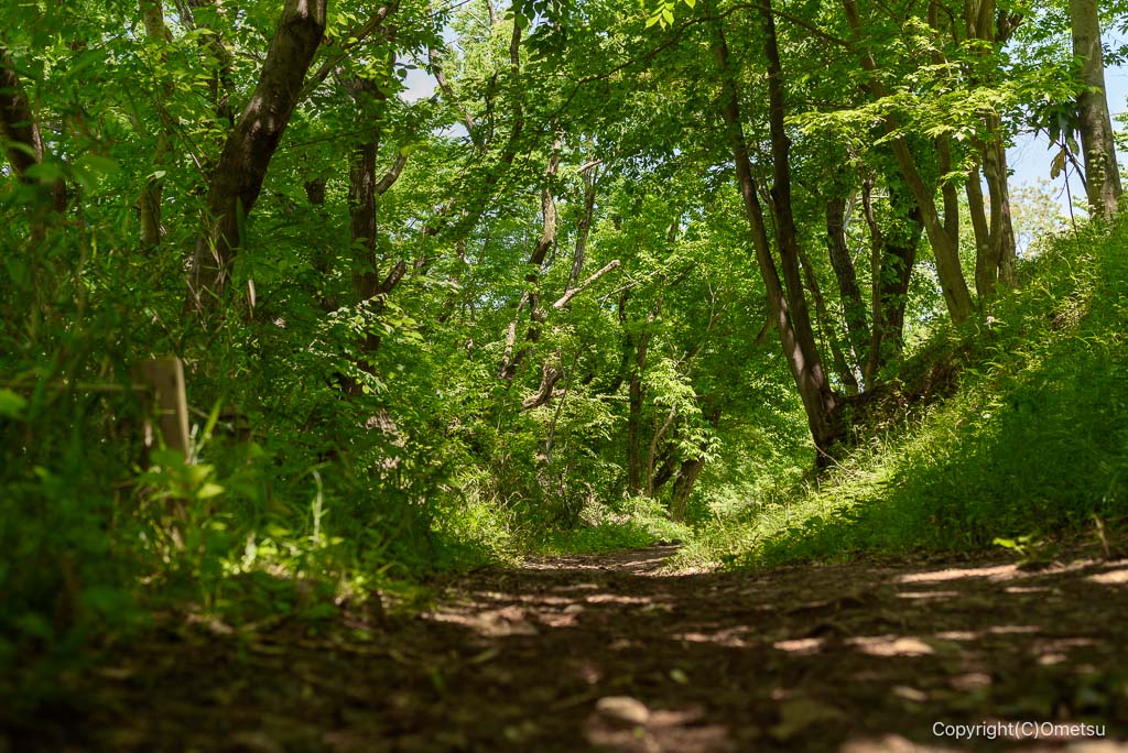 瑞穂町・都立野山北・六道山公園の、稜線の道