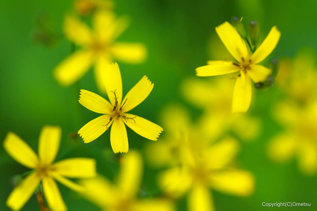 都立野山北・六道山公園の、ニガナ