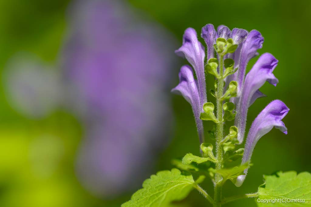 都立野山北・六道山公園の、タツナミソウ