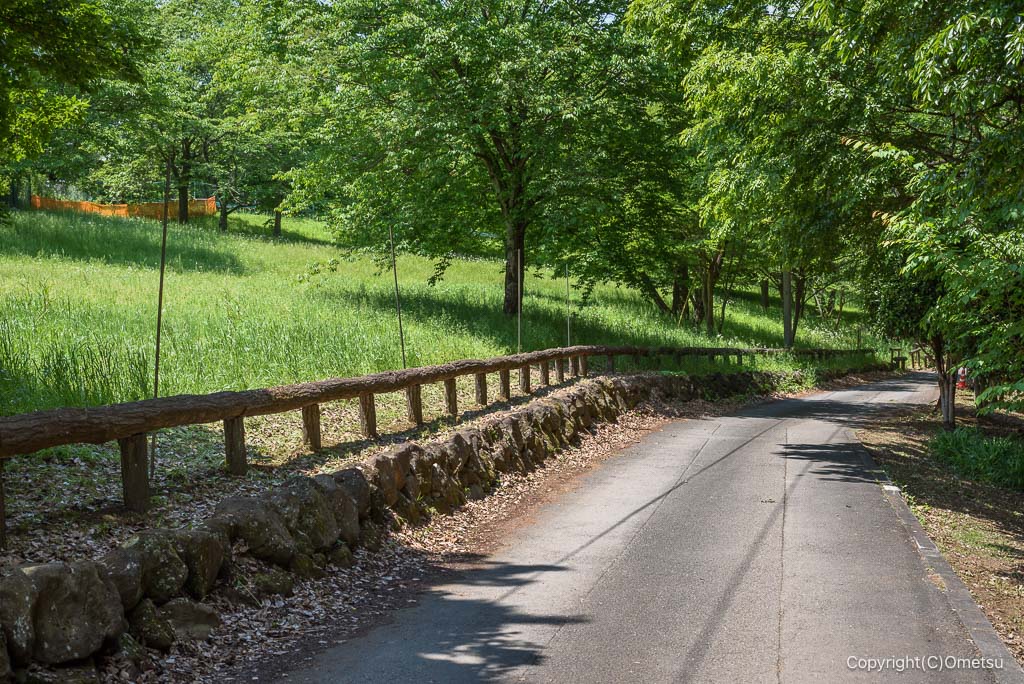 武蔵村山・都立野山北・六道山公園の舗装道路