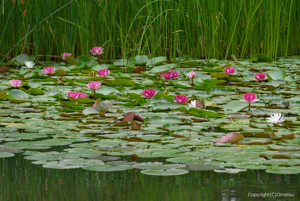 青梅・吹上しょうぶ公園の睡蓮