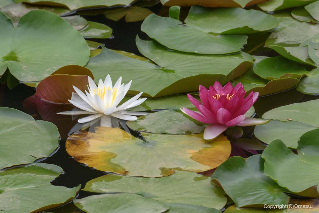 青梅・吹上しょうぶ公園の睡蓮