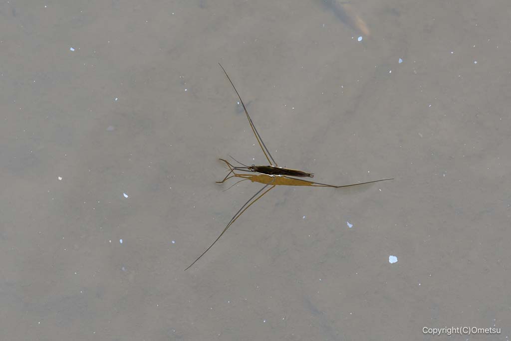 青梅・吹上しょうぶ公園のアメンボ