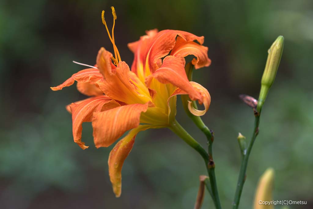 青梅・吹上しょうぶ公園のヤブカンゾウ