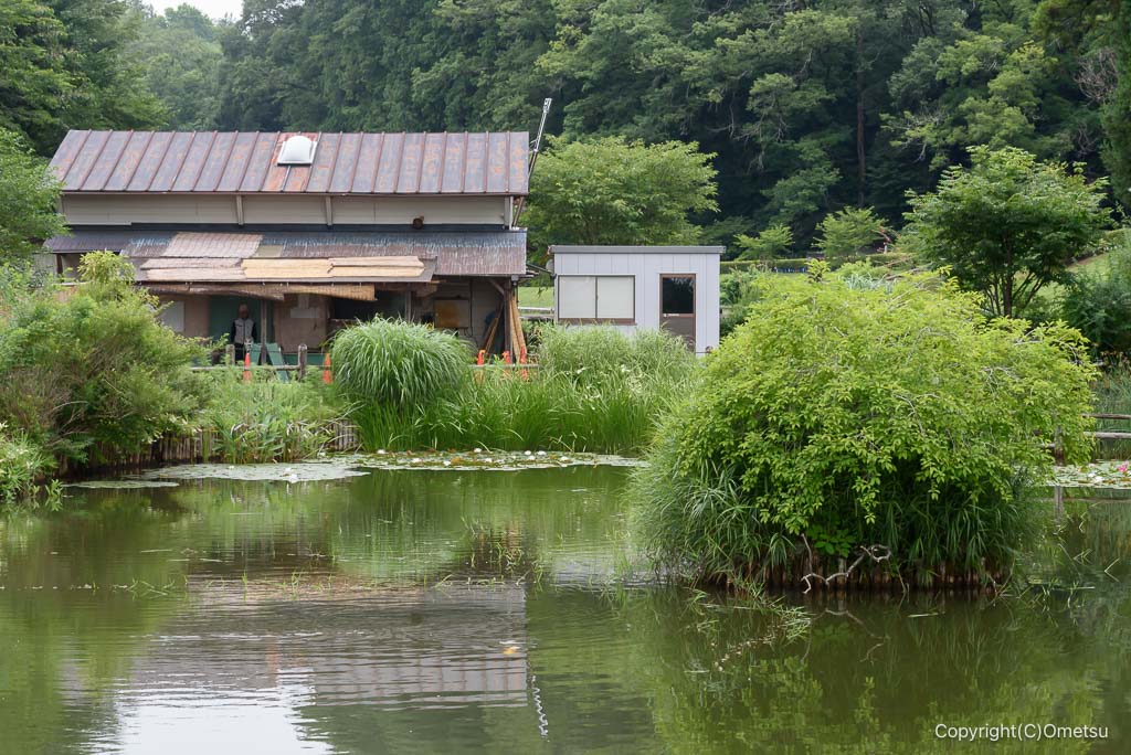 青梅・吹上しょうぶ公園の池