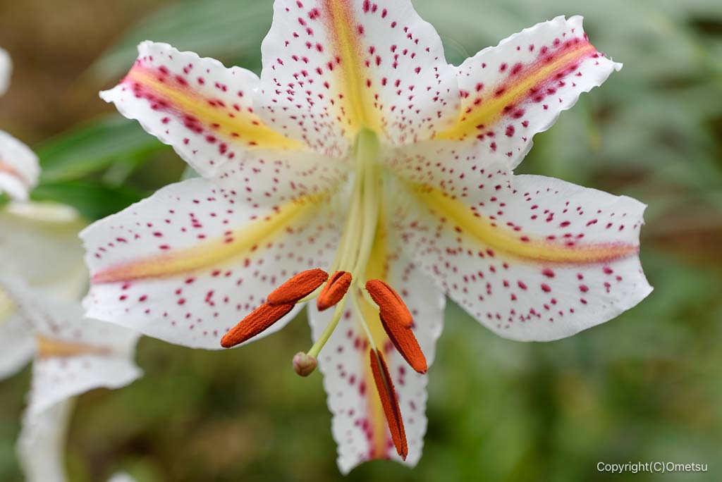 青梅・塩船観音寺のヤマユリ