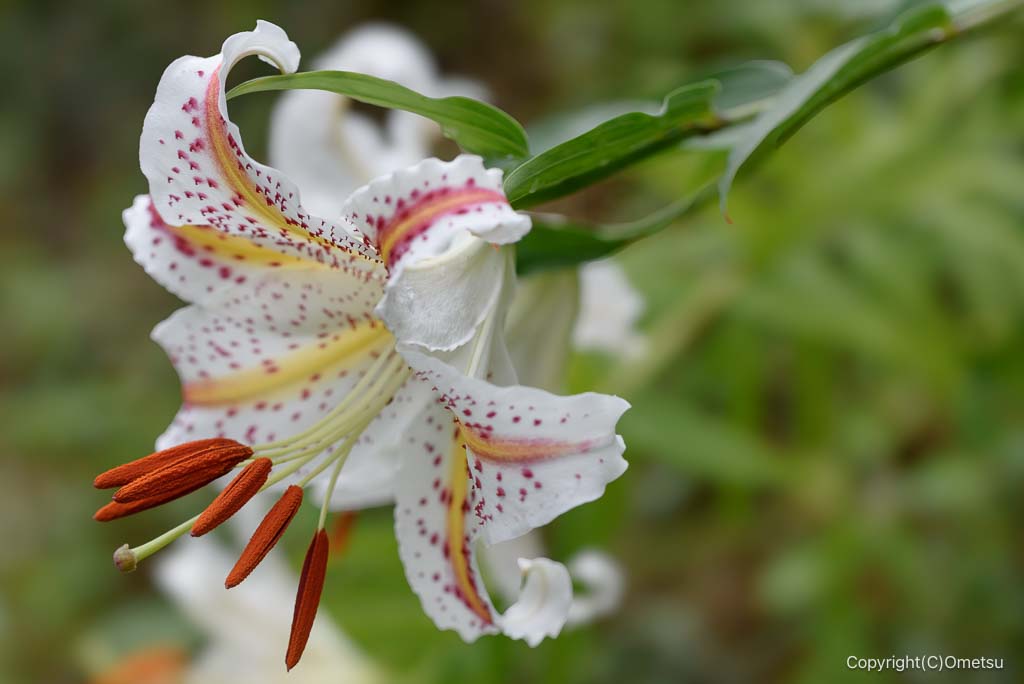 青梅・塩船観音寺のヤマユリ