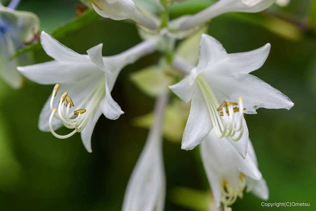 青梅・塩船観音寺のオオバギボウシ