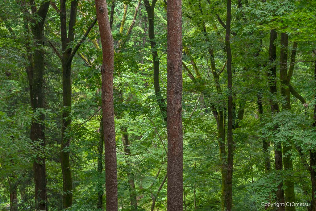 青梅・霞丘陵の森