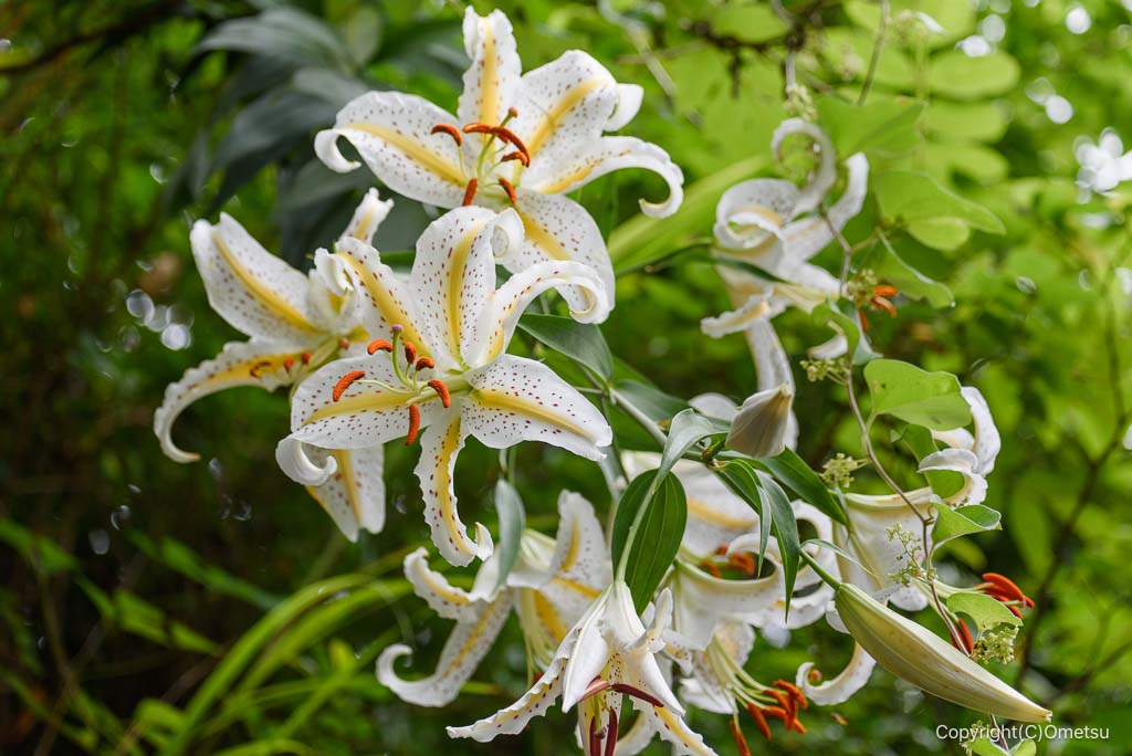 青梅。愛宕グランド近くの、ヤマユリ