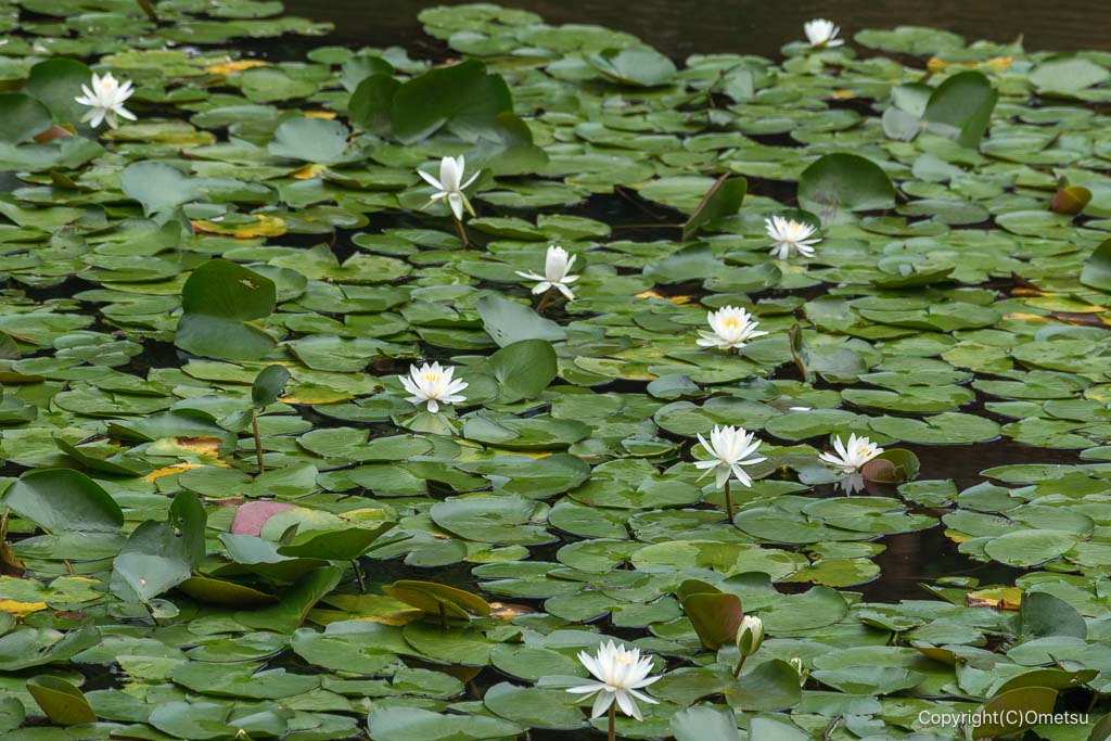 瑞穂町・狭山池公園の睡蓮