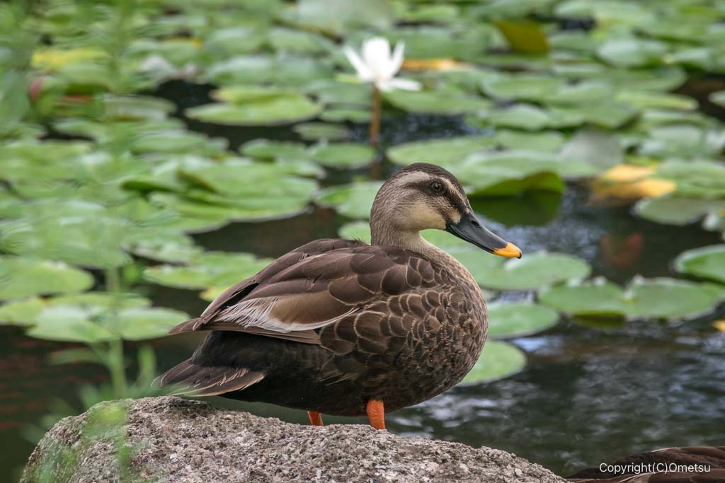 瑞穂町・狭山池公園の、鴨と睡蓮