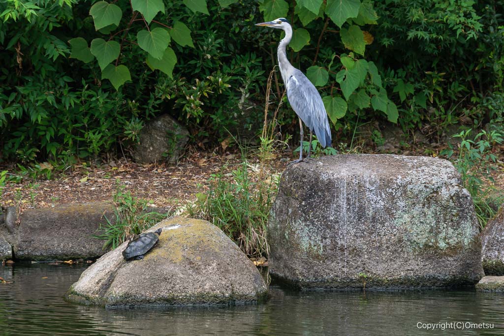 瑞穂町・狭山池公園のアオサギとカメ