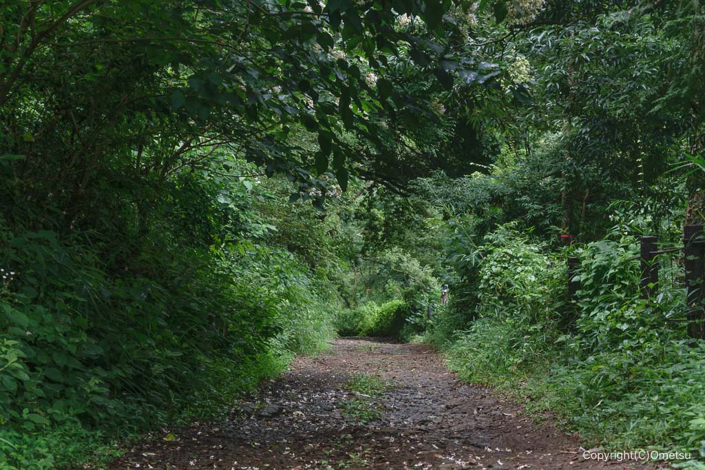 さいたま緑の森博物館近くの森