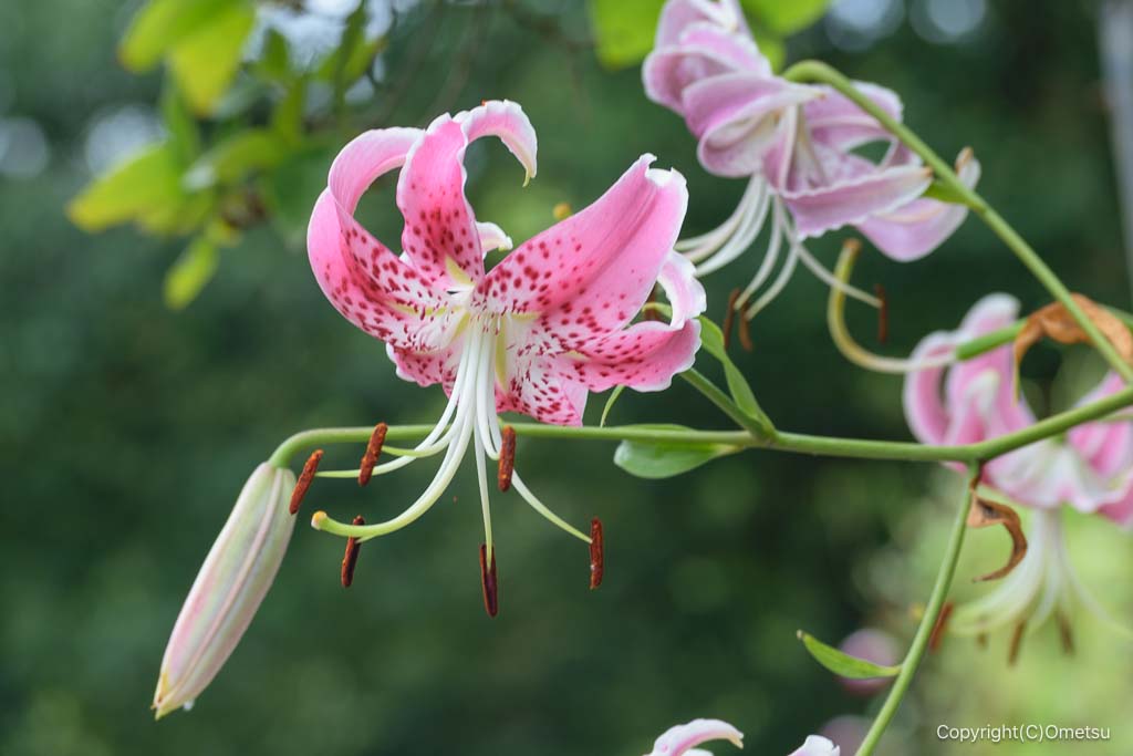 狭山丘陵・比良の丘付近のカノコユリ