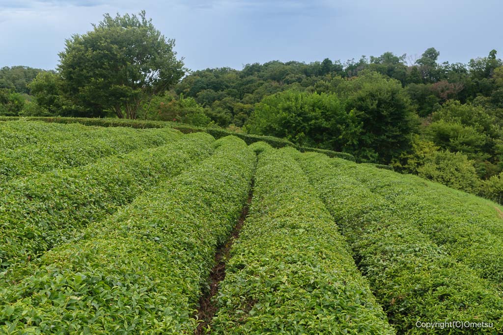 狭山丘陵・比良の丘の茶畑