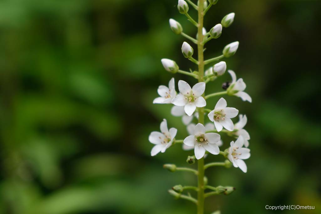 狭山丘陵の、ヌマトラノオ