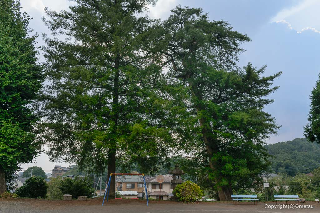 入間・西久保観音堂のカヤの木