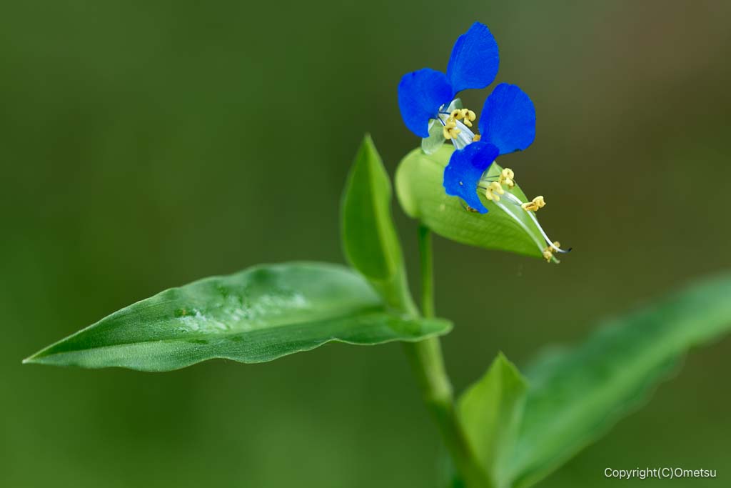 入間・西久保湿地のツユクサ