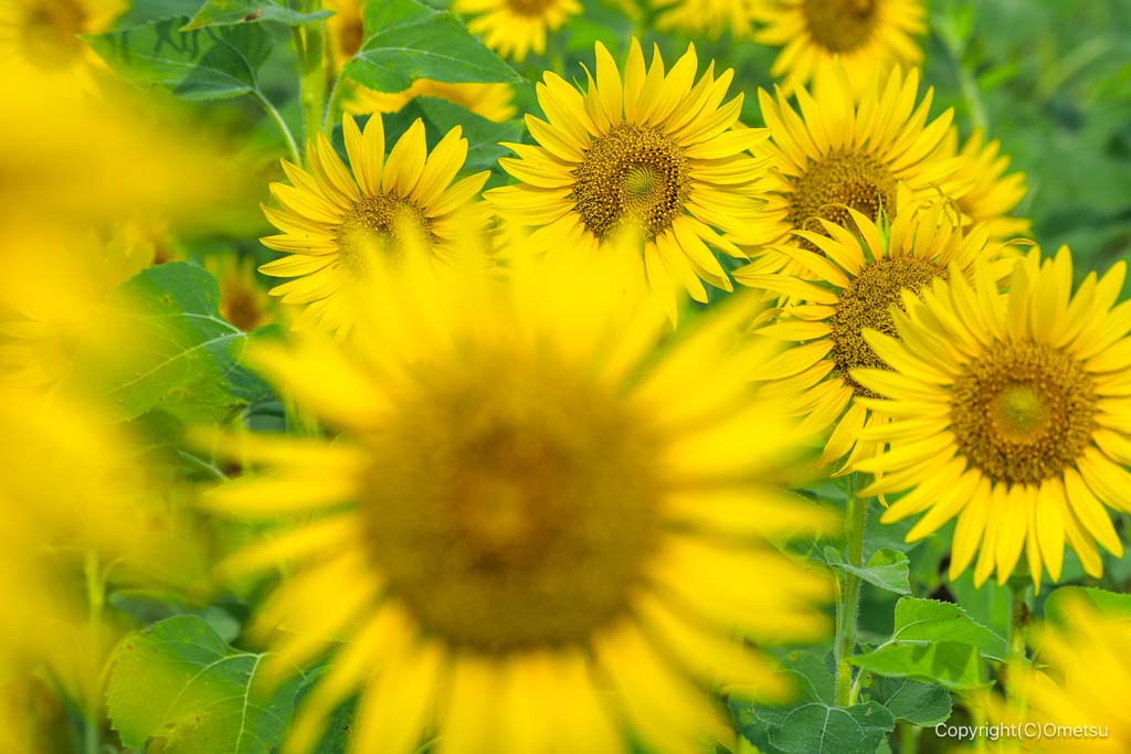 狭山丘陵・比良の丘のヒマワリ