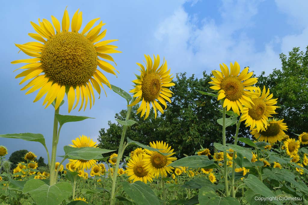 狭山丘陵・比良の丘のヒマワリ畑