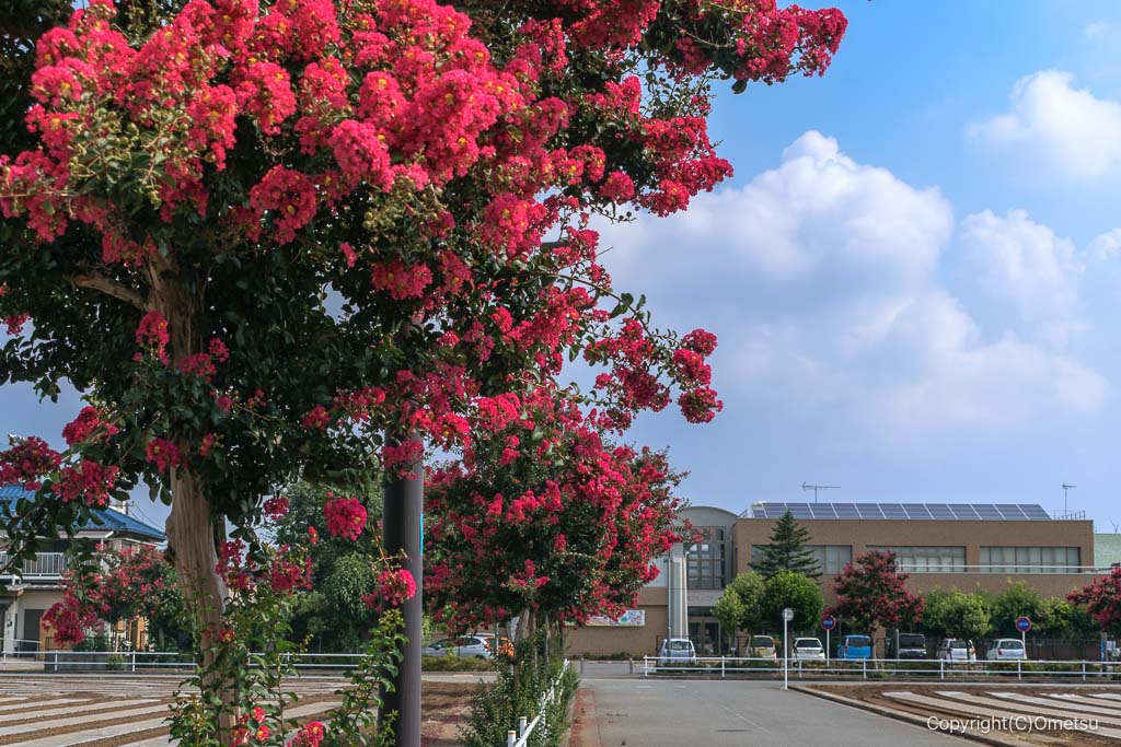 瑞穂コミュニティセンター付近のサルスベリ