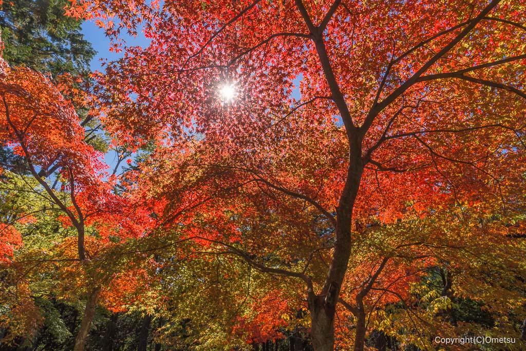 青梅市・御岳山の、長尾平の紅葉