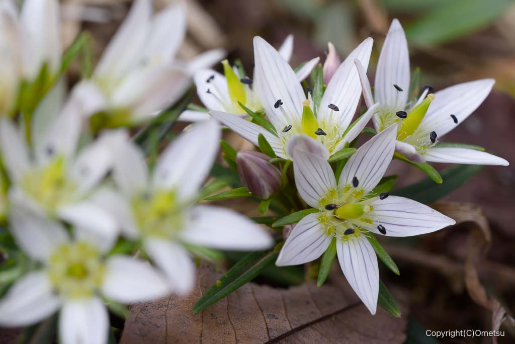 日の出山の、センブリ