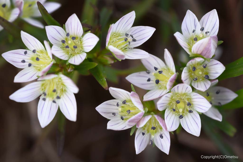 日の出山の、センブリ