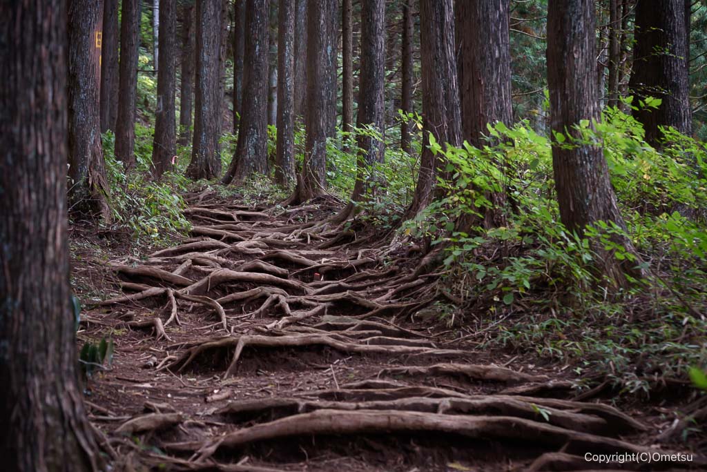 日の出山登山道
