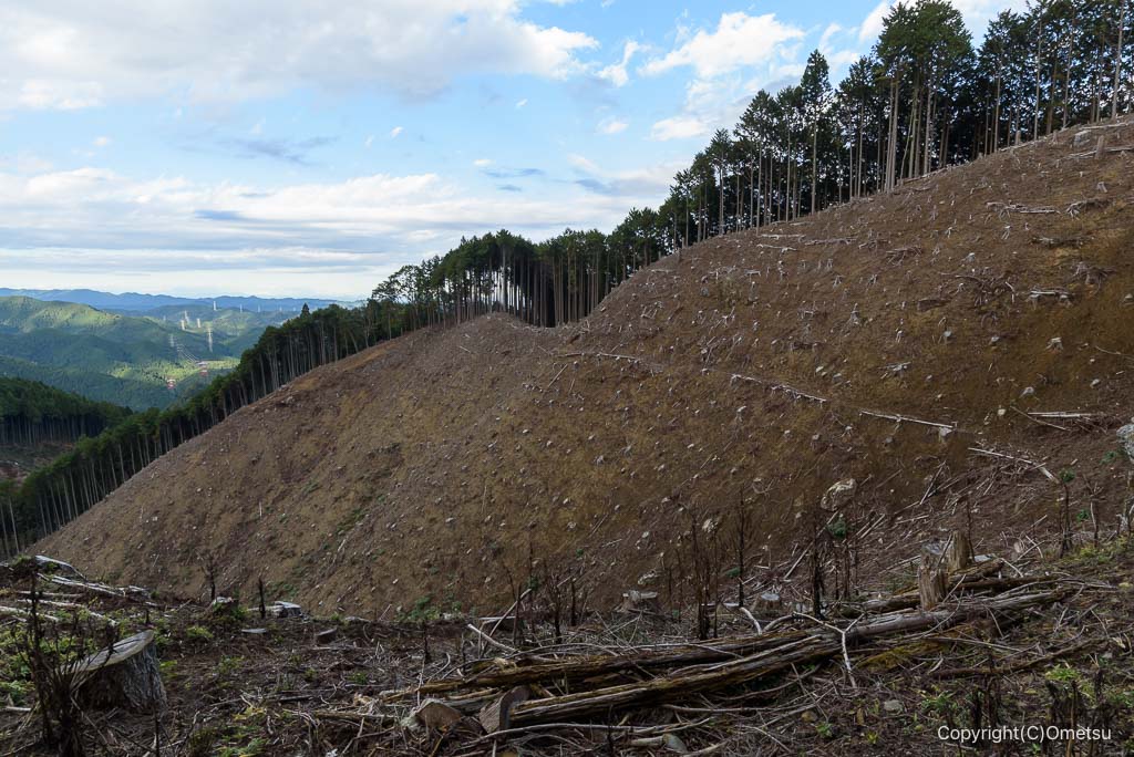 青梅・三室山付近の伐採地