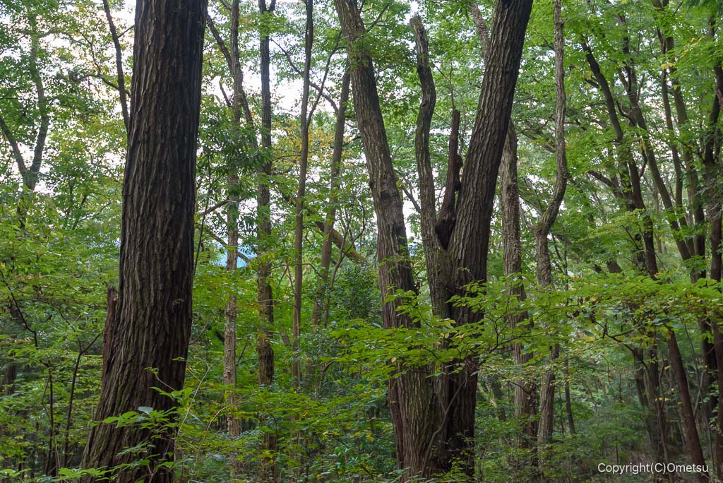 青梅・三室山付近の雑木林