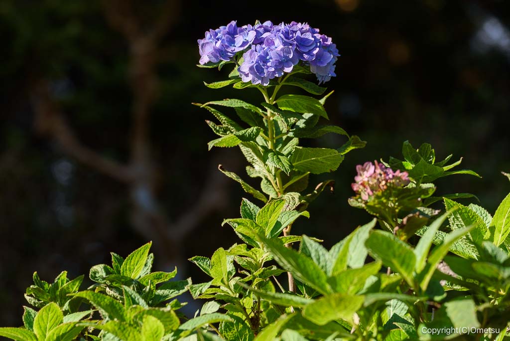 青梅・塩船観音寺のアジサイ