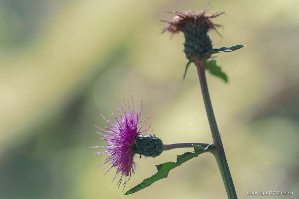 青梅・塩船観音寺のタムラソウ